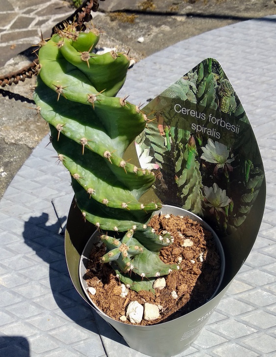 Cereus forbesii spiralis.jpeg